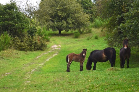 Wild horses with foal, Djursland Peninsula Denmark